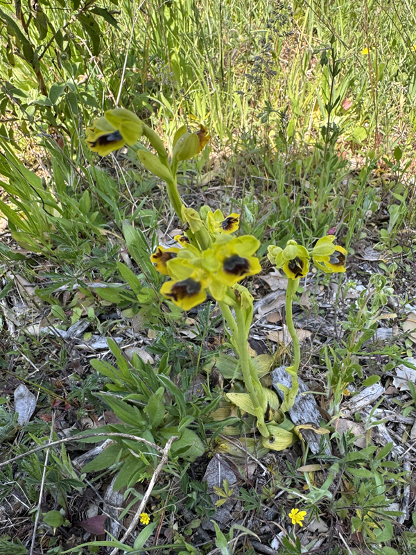 orkide fra Bosco delle Pianelle
