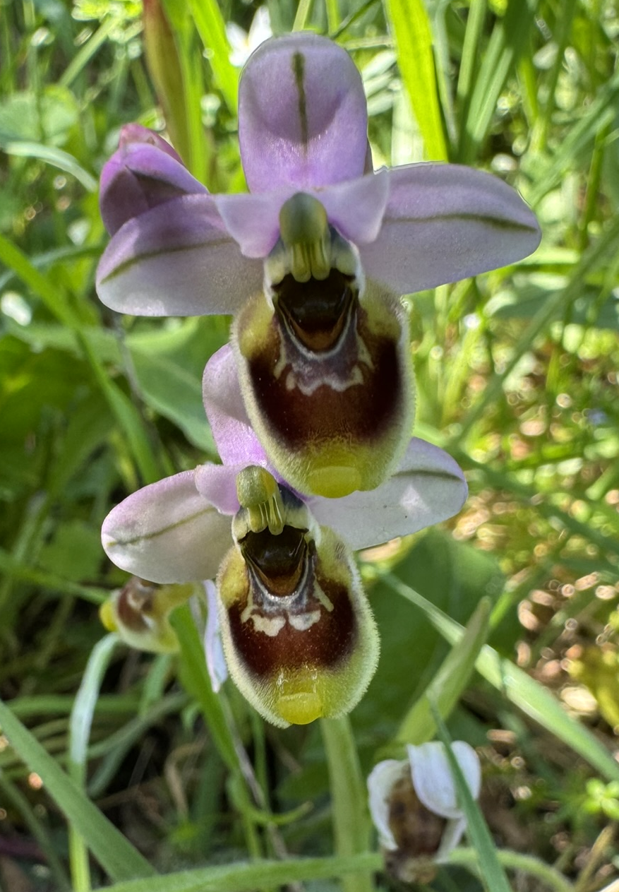 botanisk orkide-tur, 10. april 2026