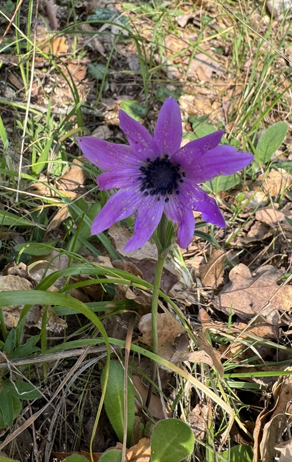Anemone ved Alberobello