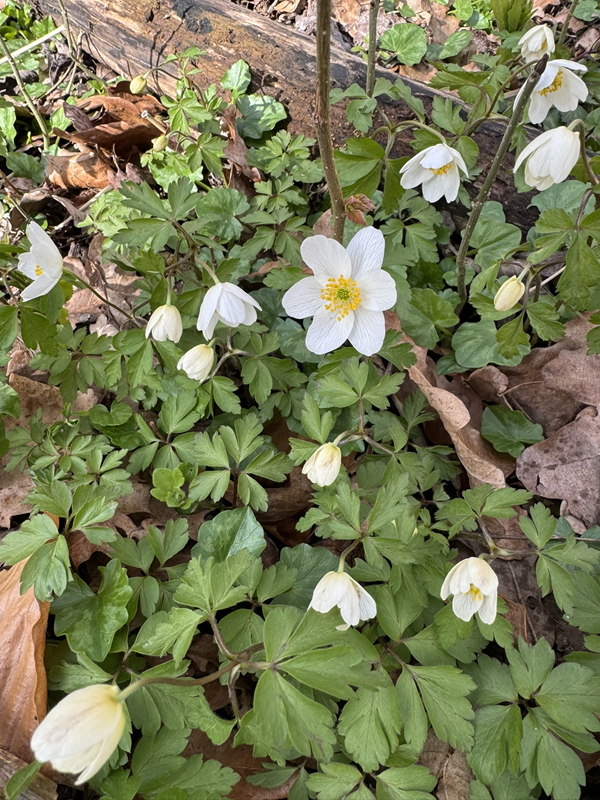 Anemone, hvid Boserup skov