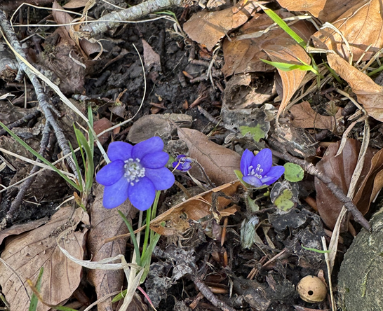 anemone lerskrænten Boserup