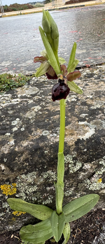 årets første okide